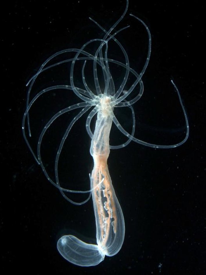 взрослый полип актинии Nematostella vectensis взрослый полип актинии Nematostella vectensis