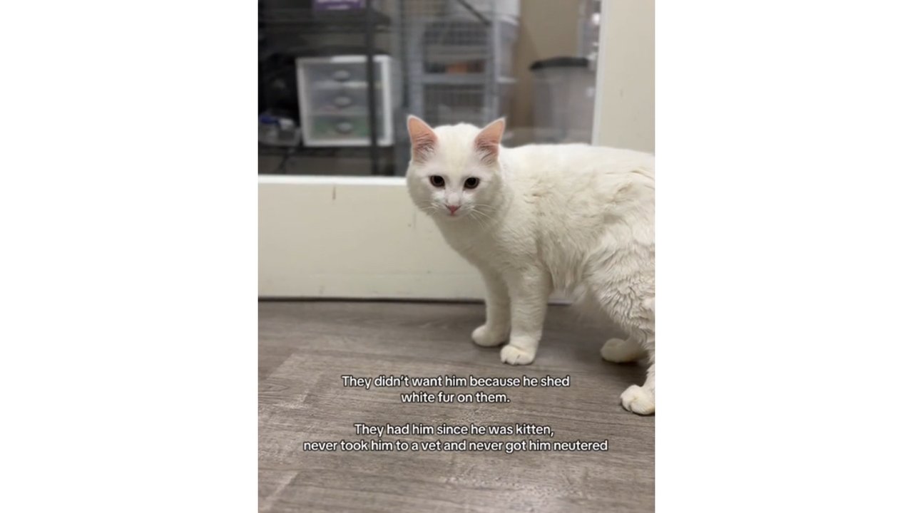 Кота сдали в приют: причина вас потрясет Кота сдали в приют: причина вас потрясет