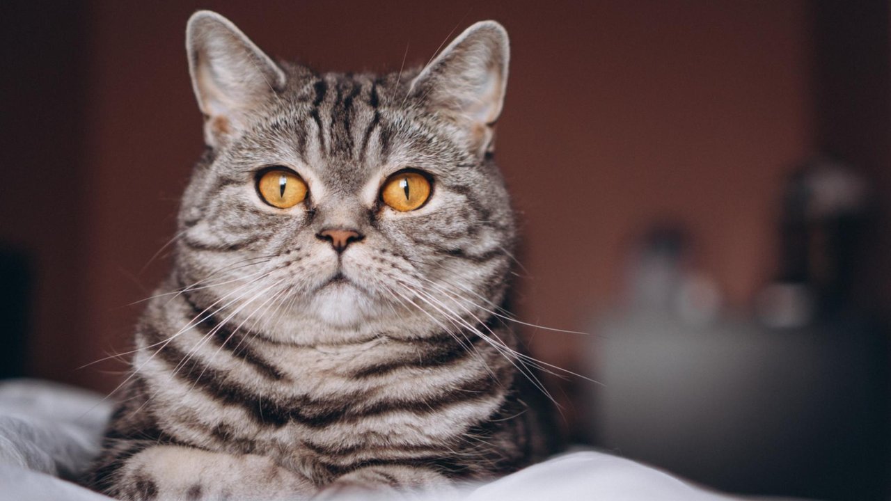 Кошка Кошка