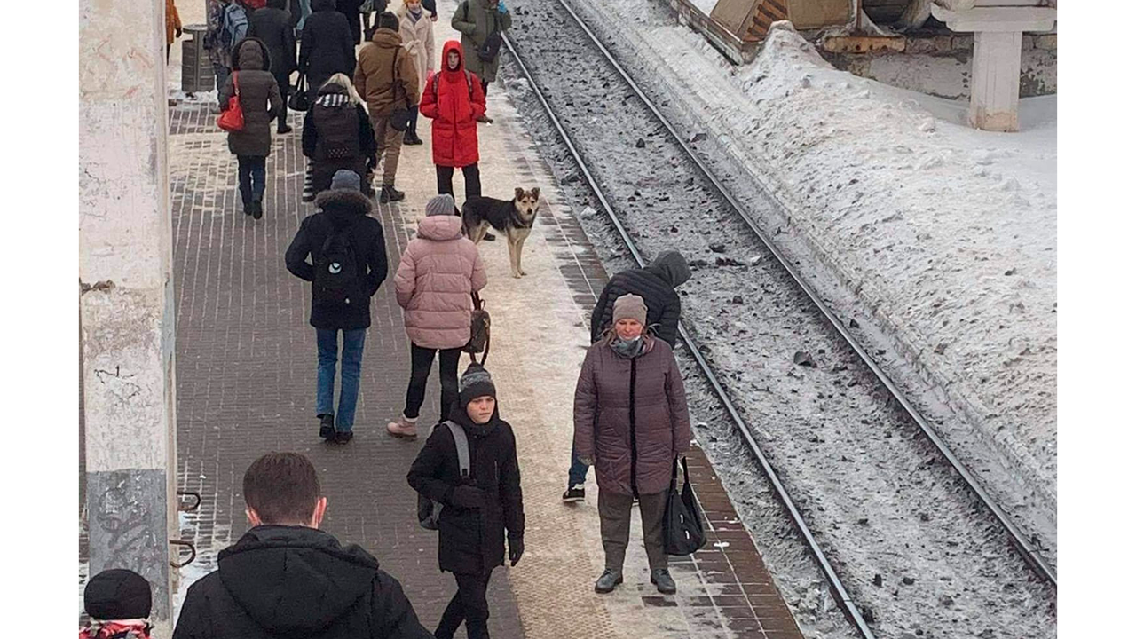 Несколько недель пес встречал и провожал поезда, надеясь, что его семья вернется