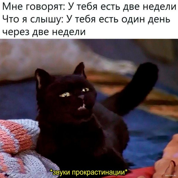 Кот Салем