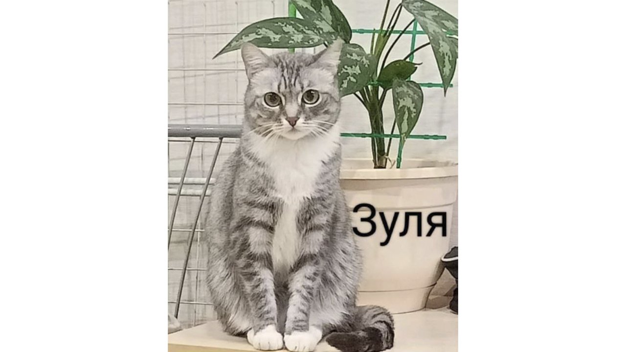 Зуля