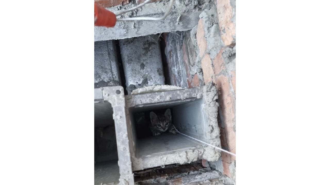 Котенок провалился в трубу вентиляции