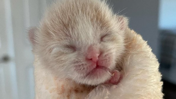 Бездомная кошка подкинула котенка чужим людям