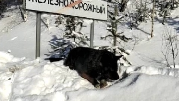 Брошенная собака две недели ждала хозяев на трассе под Иркутском