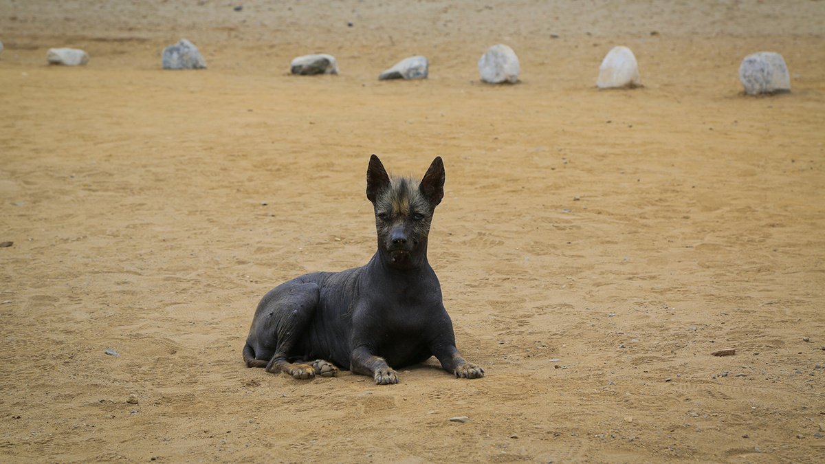 Перуанская собака
