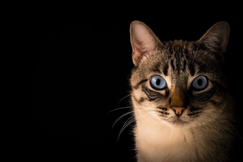 Так видит ваша кошка: в сети появились необычные фото - Hi-Tech Mail.ru