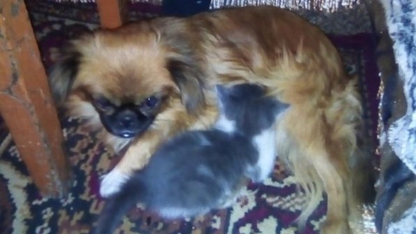 В Забайкалье собака взяла под опеку двух осиротевших котят
