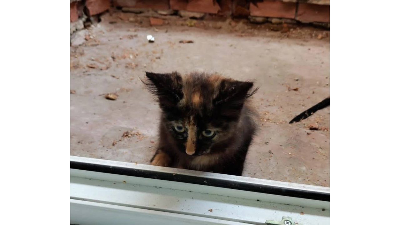 В Твери котенок очень хотел найти дом, но пришел в офис