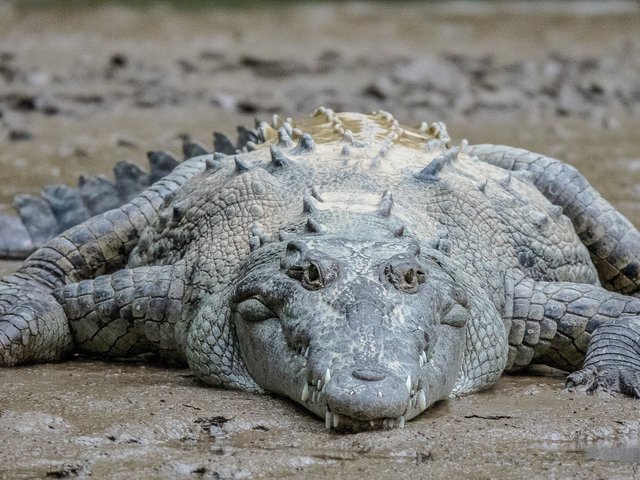 Многодетному крокодилу исполнилось 124 года