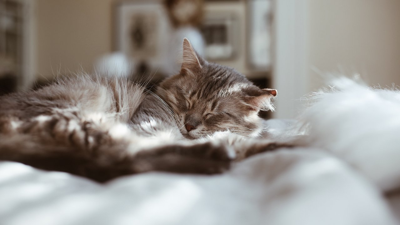 Кошка в постели