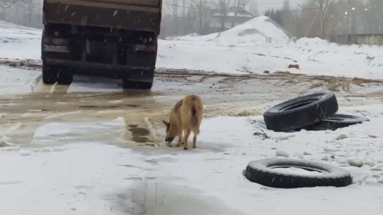 В Нижнем Новгороде пес все праздники просидел в трубе В Нижнем Новгороде пес все праздники просидел в трубе