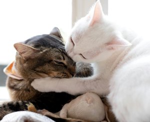 Кошка вылизывает другую кошку, тем самым проявляя доминирование над ней