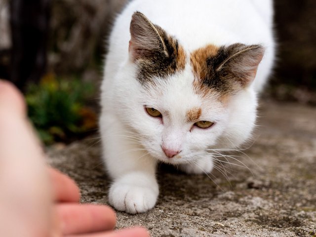 Хорошие, плохие, странные: 12 вопросов, которые чаще всего задают волонтерам