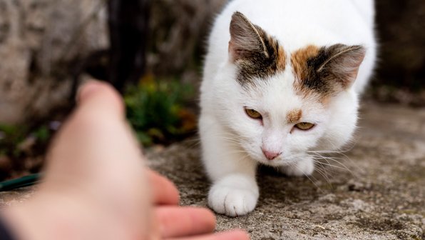 Помнят ли кошки своих родителей и первых хозяев