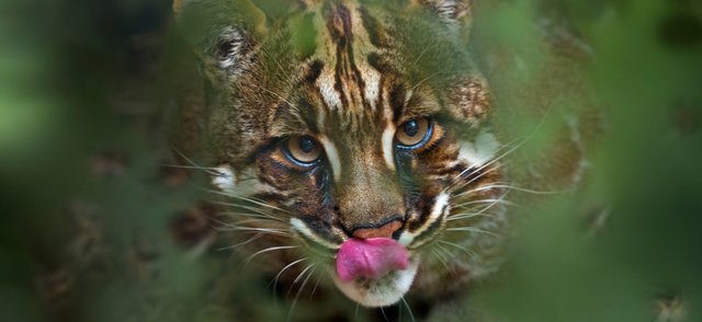 10 красивейших диких кошек, о которых вы даже не слышали