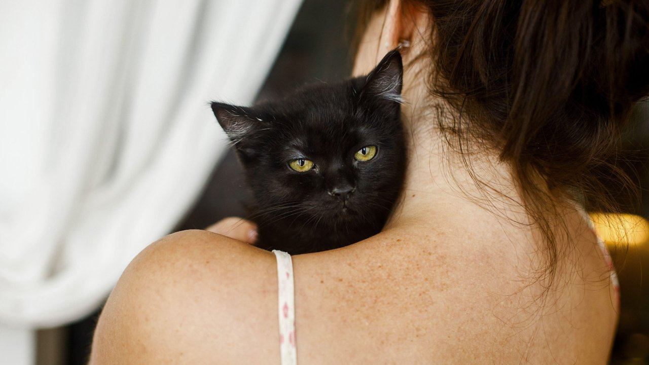 Кошка на плече