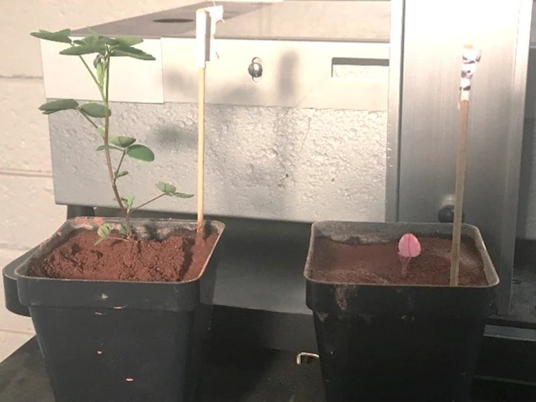 Клевер, посаженный в искусственную марсианскую почву, рос лучше в сочетании с азотфиксирующими бактериями (слева), чем без них (справа). Фото: Colorado State University