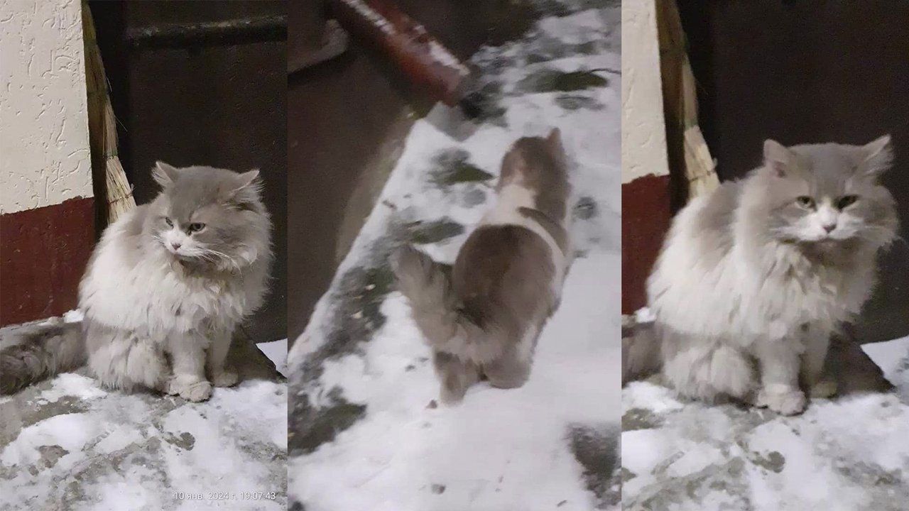 Кот Добрыня на улице Кот Добрыня на улице