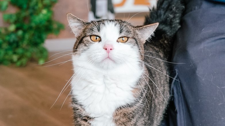 Кот Вождь Кот Вождь