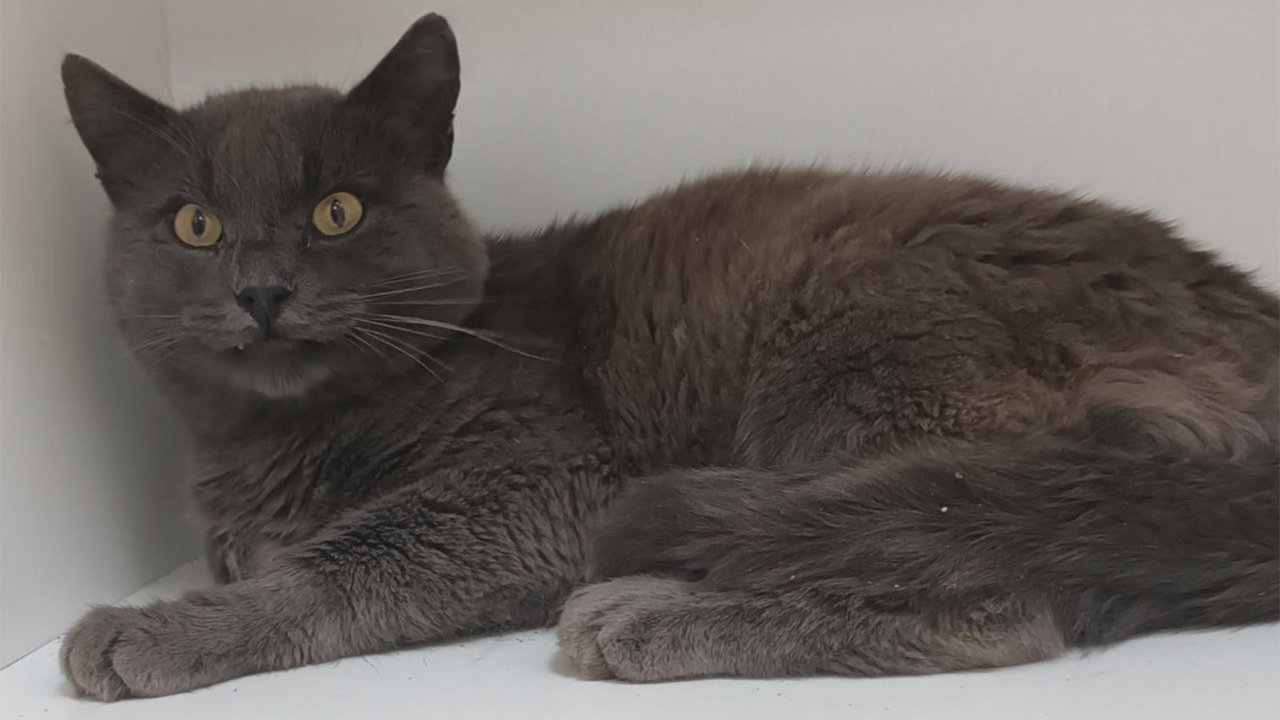 Кот британец Кот британец