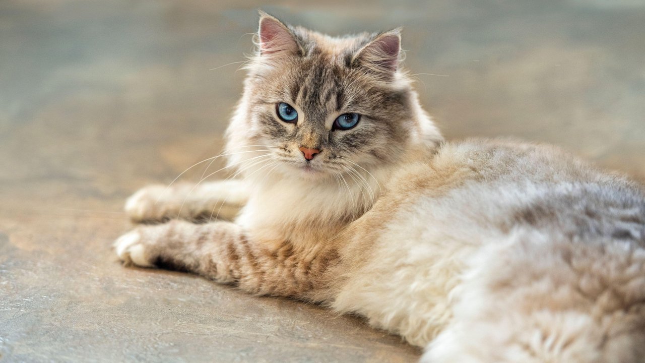 Гипоаллергенные породы существуют? Мифы и правда об аллергии на кошек -  Питомцы Mail.ru