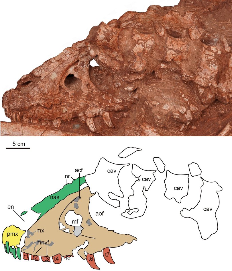 Фотография и линейный рисунок черепа Asiatyrannus xui