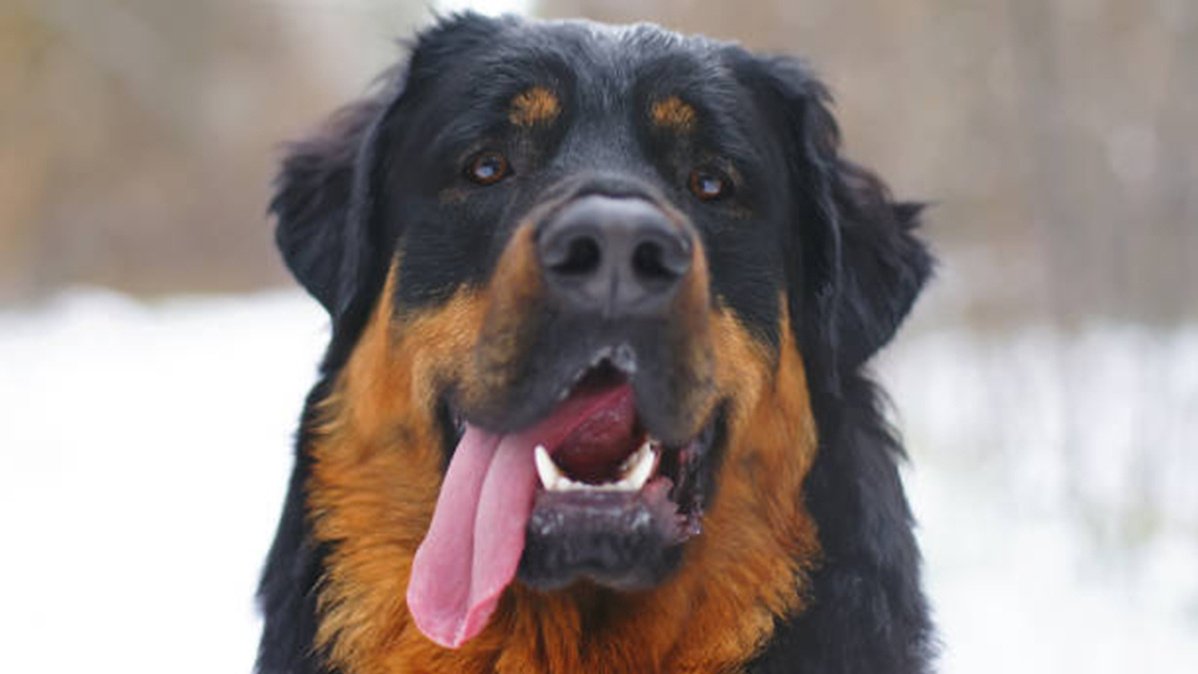 Бурят-монгольский волкодав - описание породы собак: характер, особенности  поведения, размер, отзывы и фото - Питомцы Mail.ru