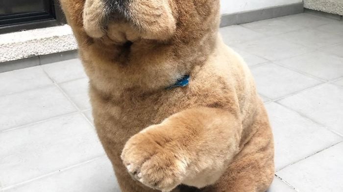 Pets.mail.ru Pets.mail.ru