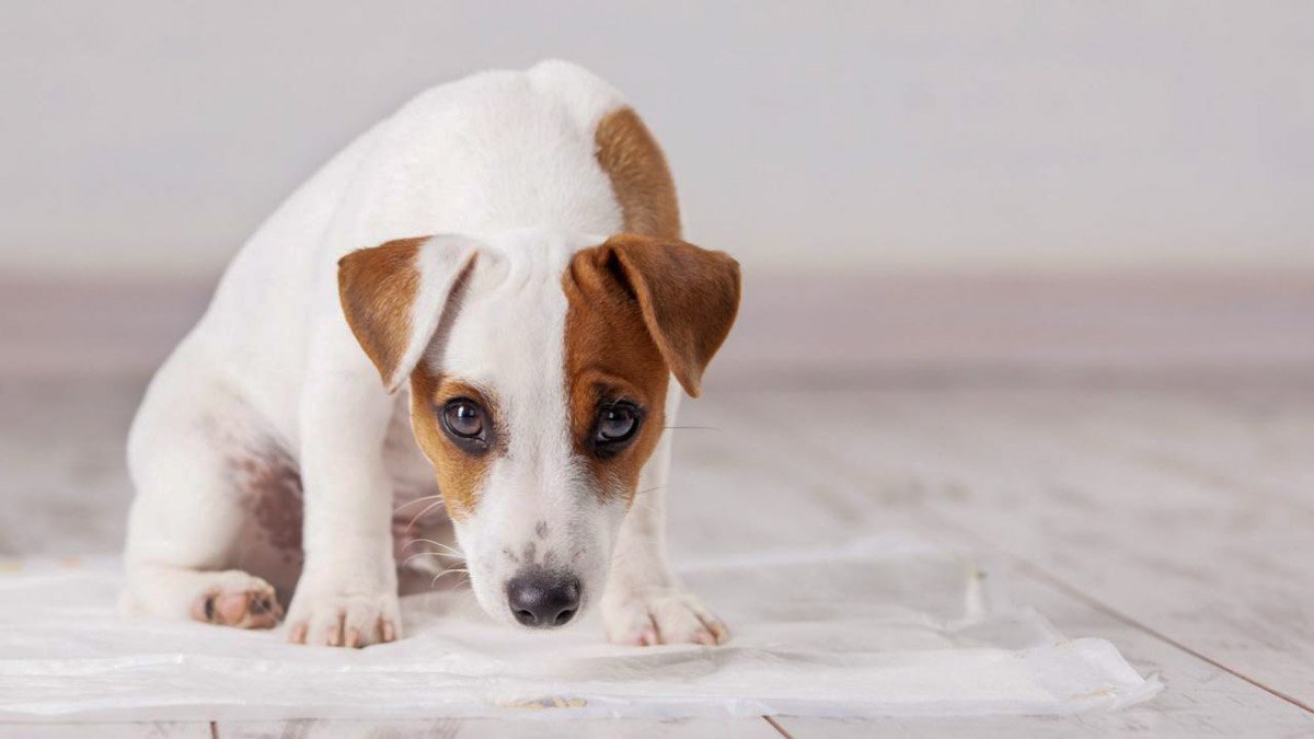 Почему собака стала вялой, грустной, много лежит - причины и что делать