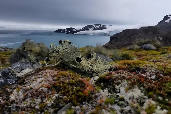 Растительность в Антарктике