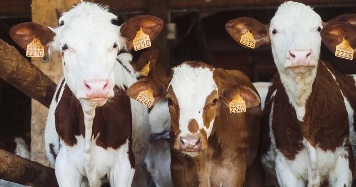 В Европе вводят налог на «газы» коров: все ради экологии