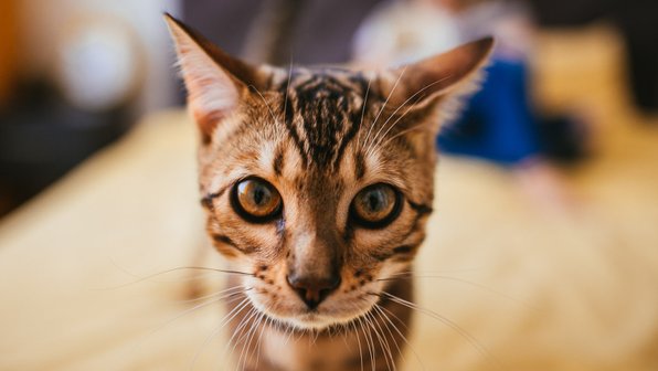 Правда ли, что беспородные кошки живут дольше породистых?