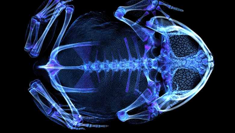Цветная компьютерная томография бирманской рогатой жабы, показывающая скелет и минерализованную кожу.