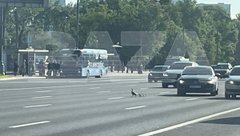 Утята парализовали движение транспорта в Москве