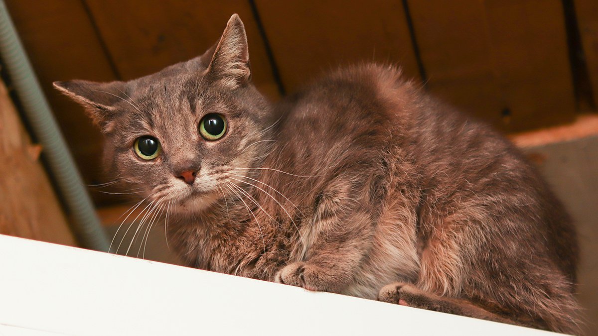 Bead is still a teenager, she is about 8 months old. In all her short cat life in an abandoned factory, Businka saw little good - constant cold, hunger, attacks from other cats. According to the analysis, Businka has feline coronavirus gastroenteritis, which