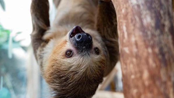 Самочка ленивца в Калининградском зоопарке оказалась самцом