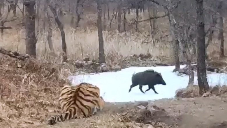 Кабан осеменитель трахает жирную свинью