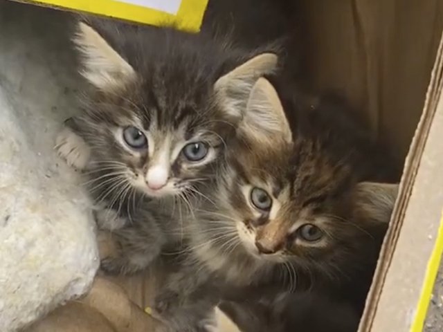 В Питере водитель мусоровоза спас дрожащих брошенных котят