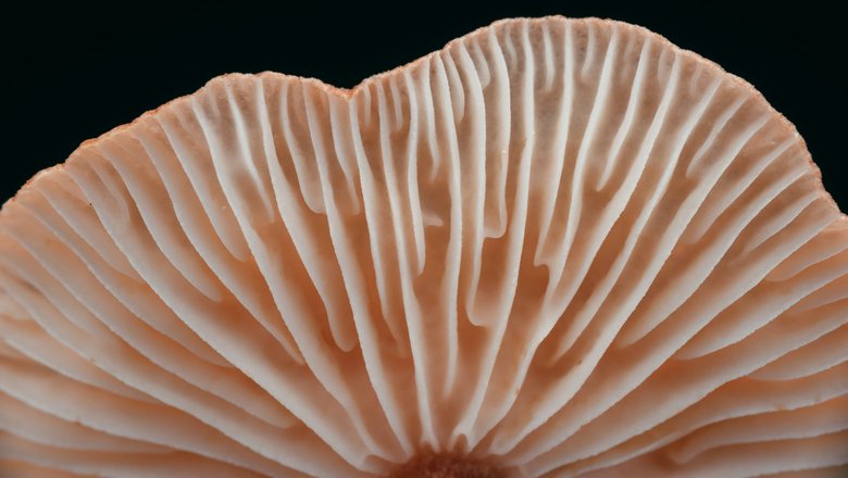 Ученые нашли древний хищный гриб. 