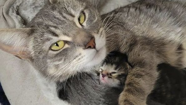 Уличная кошка пришла к людям и попросила помощи для своих котят