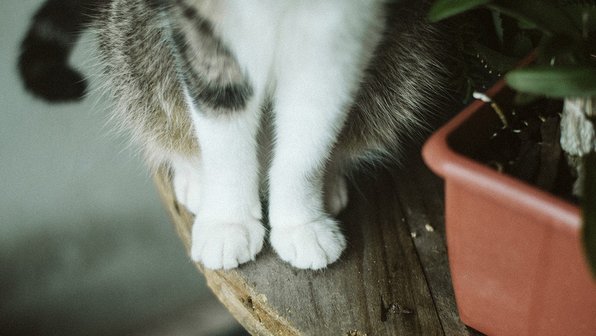 5 доказательств, что котики — лучшие дизайнеры