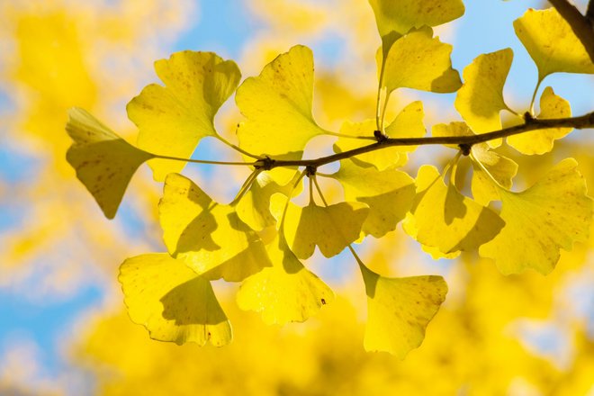 a-branch-with-yellow-leaves-against-a-blue-sky a-branch-with-yellow-leaves-against-a-blue-sky