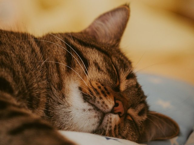 Как приучить кошку спать по ночам