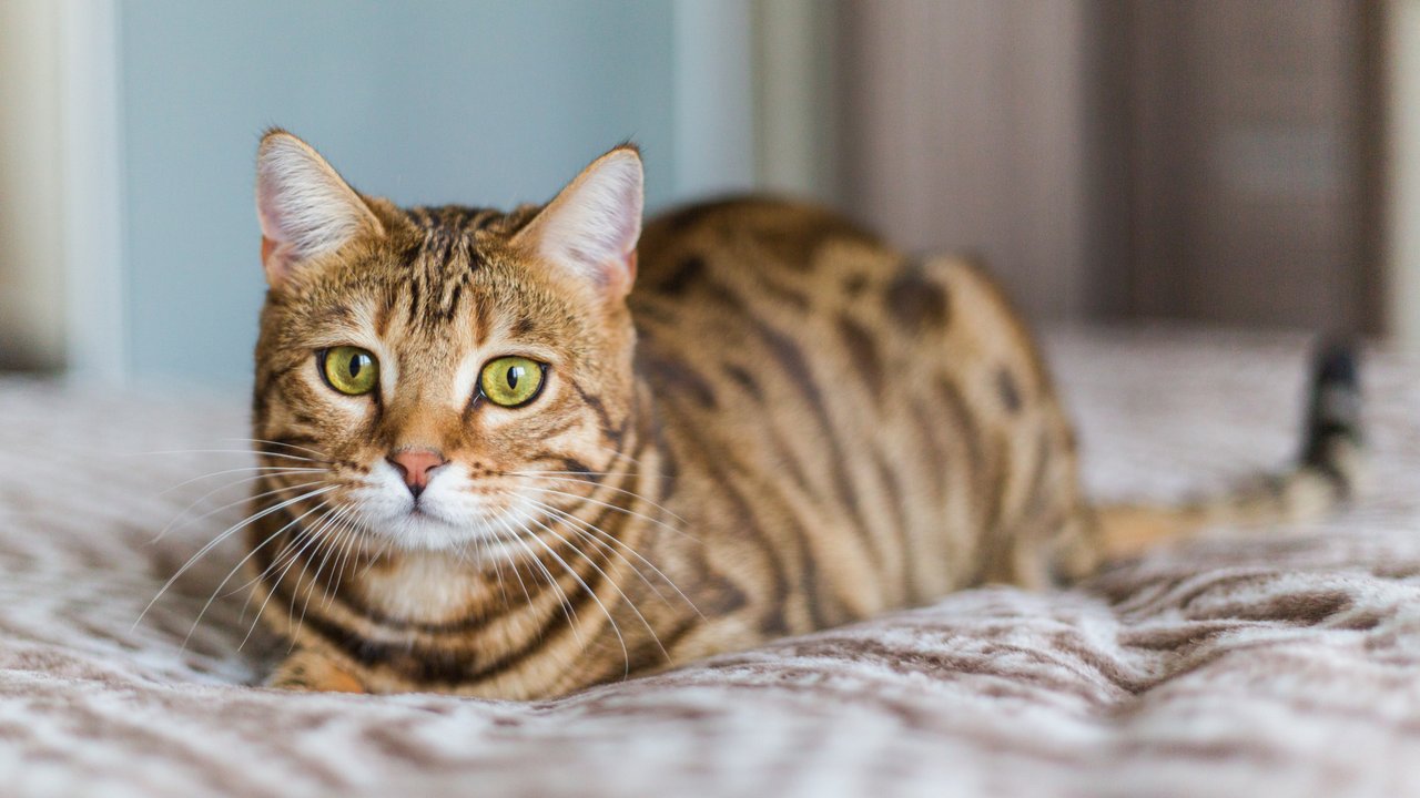 Стерилизация кошки | Вопросы, которые могут возникнуть у каждого - Питомцы  Mail.ru