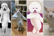танцующие животные ролики видео танцоры кот собака танцуют тренды Kemusan китай Subject 3
