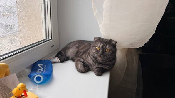 В районе Ступино ищут вислоухую кошку, пропавшую после ДТП