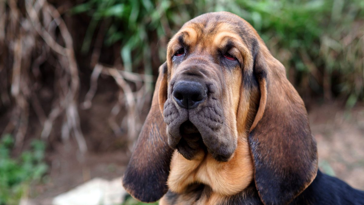 Самые популярные породы собак и интересные факты о них - V.O.G DOG