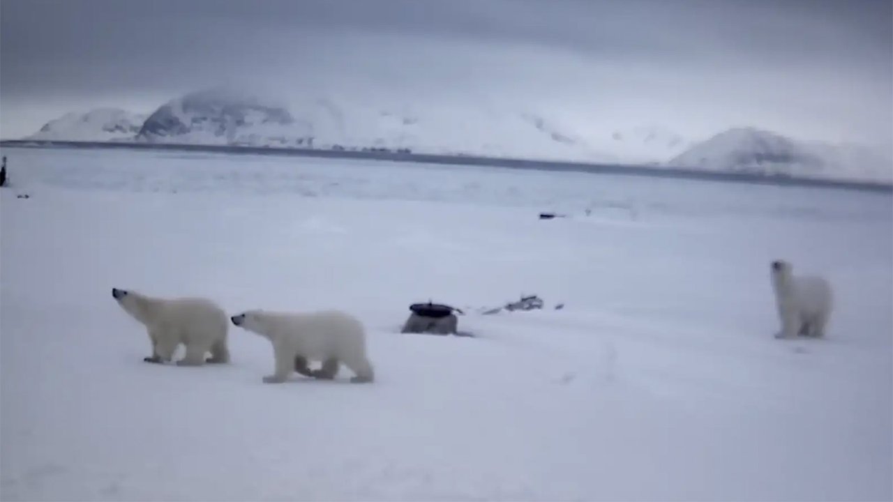 Медведи