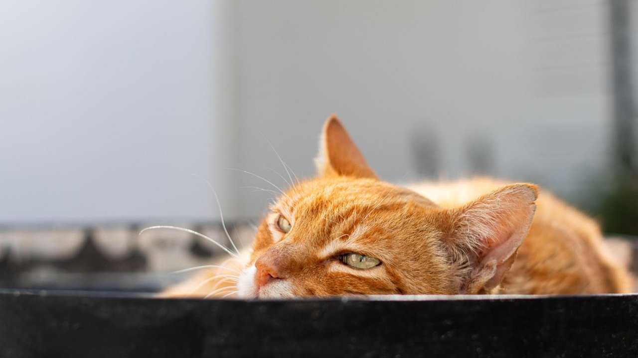 Рыжий кот Рыжий кот